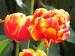 tulipsNL (110)